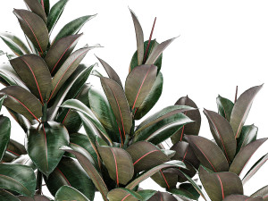 Beautiful Plants Bush Ficus elasticas 1355 3D Модель