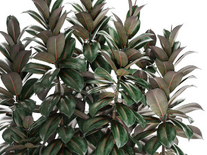 Beautiful Plants Bush Ficus elasticas 1355 3D Модель
