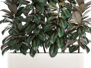 Beautiful Plants Bush Ficus elasticas 1355 3D Модель