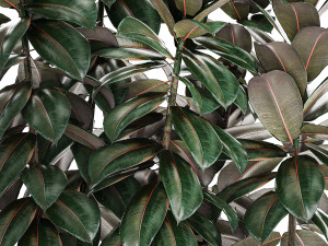 Beautiful Plants Bush Ficus elasticas 1355 3D Модель
