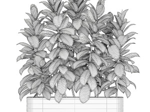 Beautiful Plants Bush Ficus elasticas 1355 3D Модель