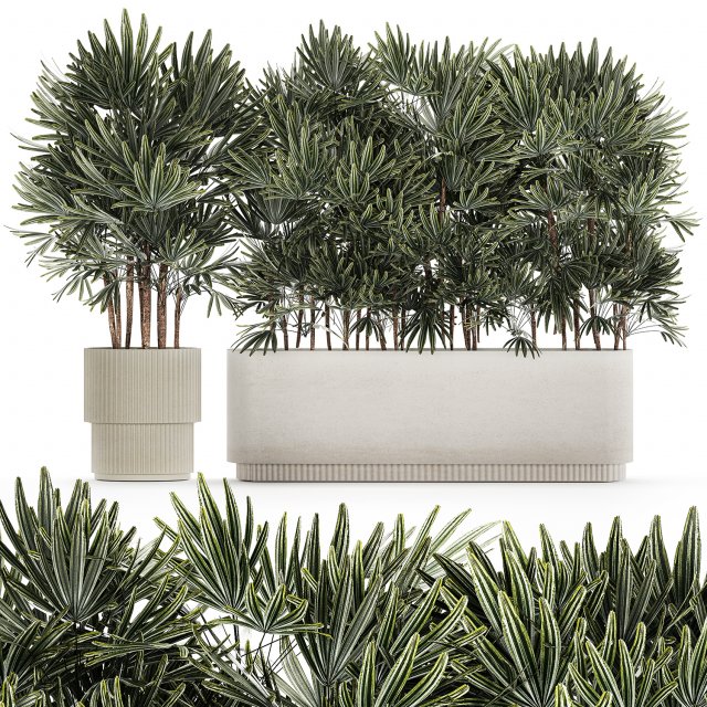 Beautiful Plant Palm Fan Rhapis In Pots 1356 3D Model .c4d .max .obj .3ds .fbx .stl .blend 