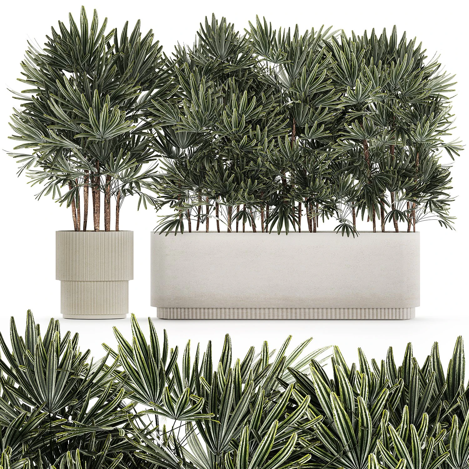 Bellissima pianta di palma Fan Rhapis in vaso 1356 Modello 3D .c4d .max .obj .3ds .fbx .stl .blend 