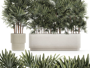 Beautiful Plant Palm Fan Rhapis In Pots 1356 Modelo 3D