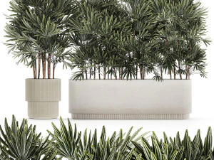 Piękna roślina Palm Fan Rhapis w doniczkach 1356 Model 3D