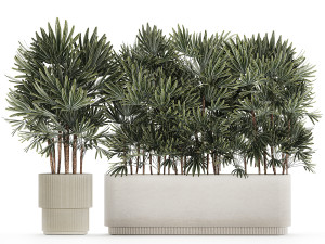Beautiful Plant Palm Fan Rhapis In Pots 1356 3D Model