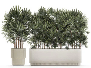 Bellissima pianta di palma Fan Rhapis in vaso 1356 Modello 3D
