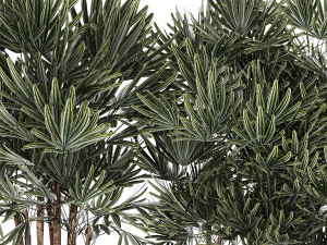 Bellissima pianta di palma Fan Rhapis in vaso 1356 Modello 3D
