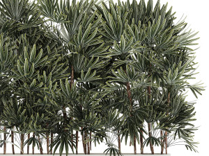 Beautiful Plant Palm Fan Rhapis In Pots 1356 3D Model