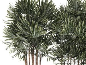 Beautiful Plant Palm Fan Rhapis In Pots 1356 3D Model