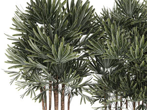 Bellissima pianta di palma Fan Rhapis in vaso 1356 Modello 3D