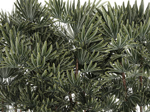 Beautiful Plant Palm Fan Rhapis In Pots 1356 3D Model
