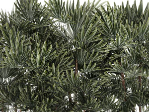 Bellissima pianta di palma Fan Rhapis in vaso 1356 Modello 3D