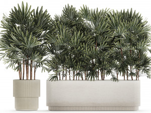 Beautiful Plant Palm Fan Rhapis In Pots 1356 3D Model