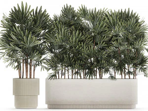 Bellissima pianta di palma Fan Rhapis in vaso 1356 Modello 3D