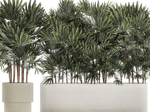 Bellissima pianta di palma Fan Rhapis in vaso 1356 Modello 3D