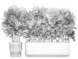 Beautiful Plant Palm Fan Rhapis In Pots 1356 3D Model