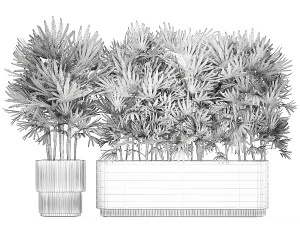 Bellissima pianta di palma Fan Rhapis in vaso 1356 Modello 3D