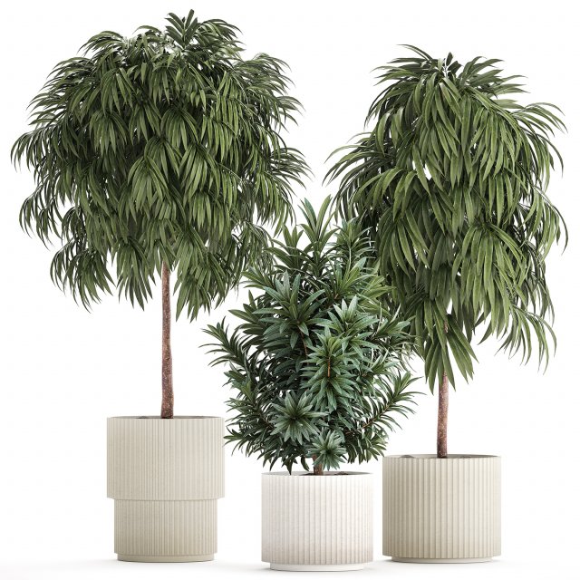 Beautiful Plants Ficus Alii Tree Oleander In Pots 1357 Model 3D .c4d .max .obj .3ds .fbx .stl .blend 