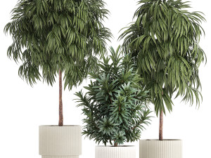 Beautiful Plants Ficus Alii Tree Oleander In Pots 1357 Modelo 3D