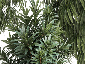 Beautiful Plants Ficus Alii Tree Oleander In Pots 1357 Model 3D