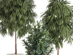 Beautiful Plants Ficus Alii Tree Oleander In Pots 1357 Model 3D