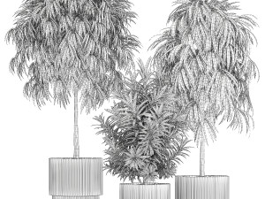 Beautiful Plants Ficus Alii Tree Oleander In Pots 1357 Model 3D