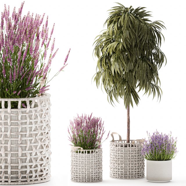 Beautiful Ficus Alii lavender plants in basket and pot 1358 Modelo 3D .c4d .max .obj .3ds .fbx .stl .blend 