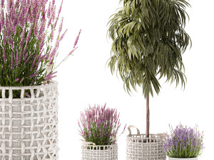 Beautiful Ficus Alii lavender plants in basket and pot 1358 3D Model