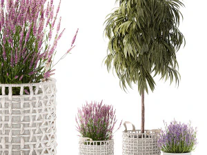 Lindas plantas de lavanda Ficus Alii em cesto e vaso 1358 Modelo 3D