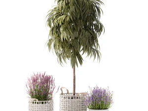 Beautiful Ficus Alii lavender plants in basket and pot 1358 3D Model