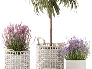 Beautiful Ficus Alii lavender plants in basket and pot 1358 3D Model