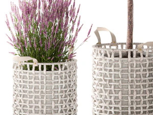 Beautiful Ficus Alii lavender plants in basket and pot 1358 3D Model