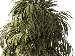 Beautiful Ficus Alii lavender plants in basket and pot 1358 3D Model
