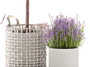 Beautiful Ficus Alii lavender plants in basket and pot 1358 Modelo 3D