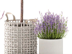 Beautiful Ficus Alii lavender plants in basket and pot 1358 3D Model