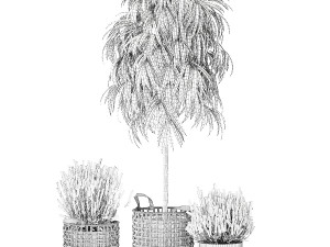 Beautiful Ficus Alii lavender plants in basket and pot 1358 Modelo 3D
