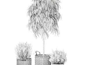 Beautiful Ficus Alii lavender plants in basket and pot 1358 3D Model