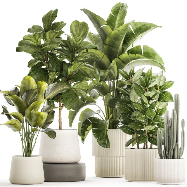Set of beautiful plants Strelitzia Ficus Cereus in pots 1359 3D 모델 .c4d .max .obj .3ds .fbx .stl .blend 