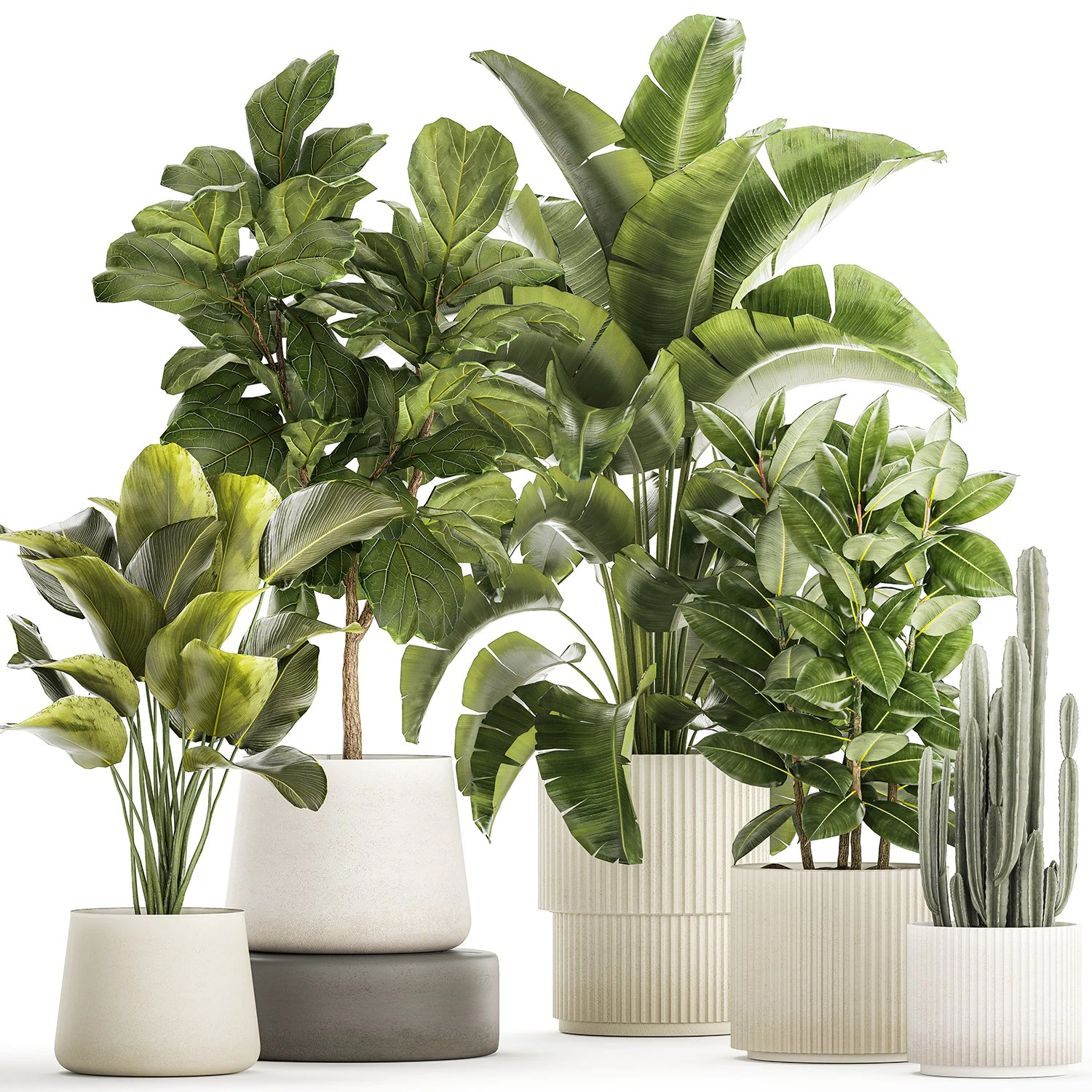 Set of beautiful plants Strelitzia Ficus Cereus in pots 1359 3D Model .c4d .max .obj .3ds .fbx .stl .blend 