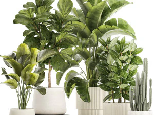 Set of beautiful plants Strelitzia Ficus Cereus in pots 1359 3D Model