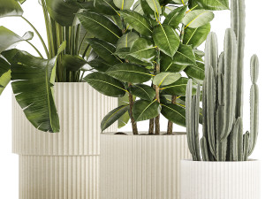 Set of beautiful plants Strelitzia Ficus Cereus in pots 1359 3D 모델