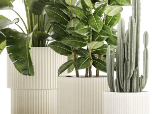 Set of beautiful plants Strelitzia Ficus Cereus in pots 1359 3D Model