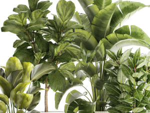 Set of beautiful plants Strelitzia Ficus Cereus in pots 1359 3D 모델
