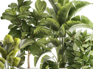 Set of beautiful plants Strelitzia Ficus Cereus in pots 1359 3D Model