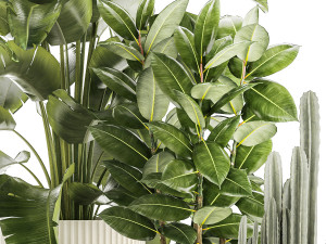 Set of beautiful plants Strelitzia Ficus Cereus in pots 1359 3D 모델