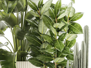 Set of beautiful plants Strelitzia Ficus Cereus in pots 1359 3D Model