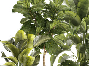 Set of beautiful plants Strelitzia Ficus Cereus in pots 1359 3D 모델
