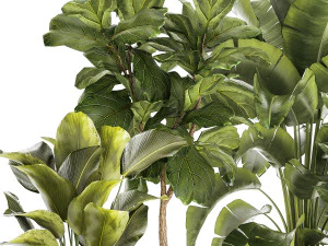 Set of beautiful plants Strelitzia Ficus Cereus in pots 1359 3D Model