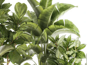 Set of beautiful plants Strelitzia Ficus Cereus in pots 1359 3D Model